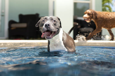 How Pool Service Firms Can Use Waterguru to Win Over Homeowners with Dog